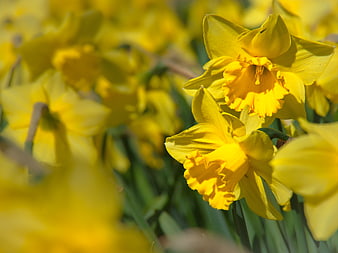 Close-up of Bright Yellow Daffodils in Spring Garden