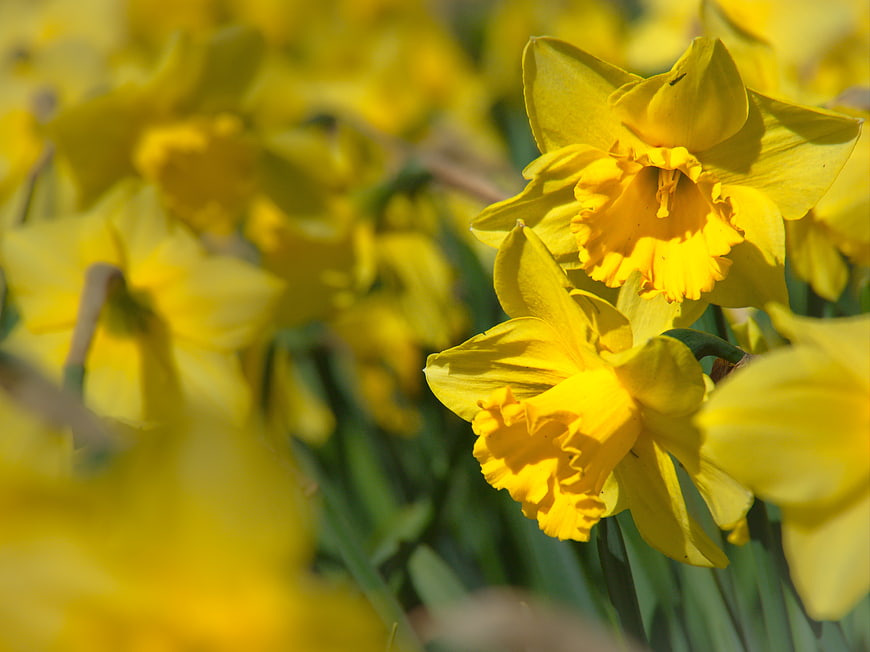 Close-up of Bright Yellow Daffodils in Spring Garden