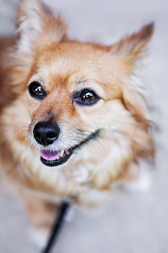 Close-up portrait of a happy small brown dog looking up