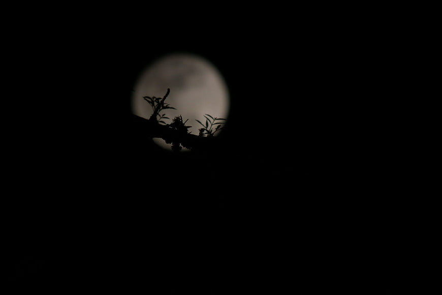 Silhouette of tree branch against full moon in dark night sky