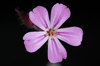 Macro Close-Up of Pink Herb Robert Flower on Black Background