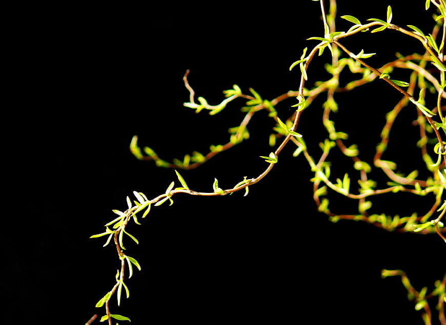 Fresh green willow branches against black background
