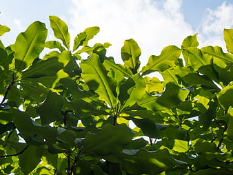 Sunlit Green Leaves Against Blue Sky Background