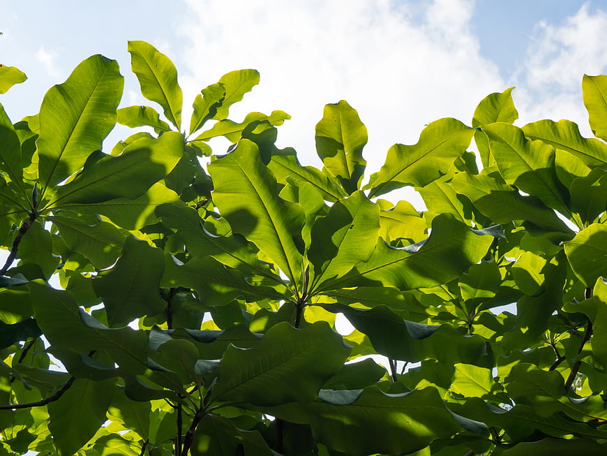 Sunlit Green Leaves Against Blue Sky Background