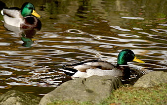 Two male mallard ducks swimming in a pond