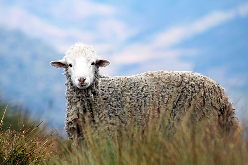 Fluffy sheep standing in tall grass with blurred mountain background