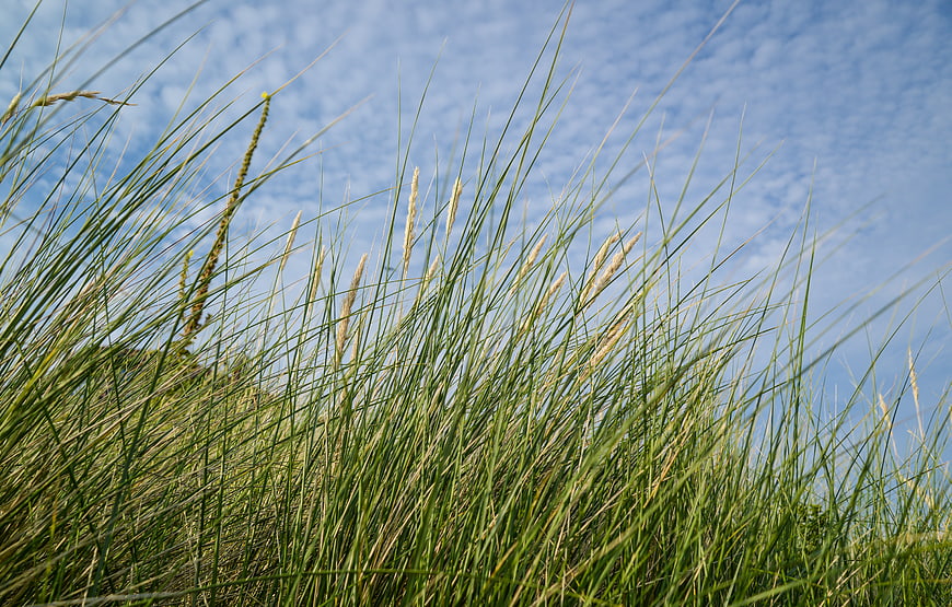 Tall Helm Grass Swaying Against Blue Sky with Clouds