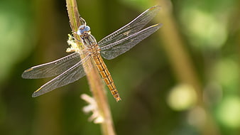 Close-up of a dragonfly perched on a plant stem