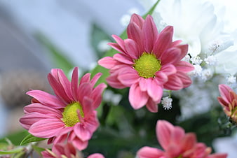 Close-up of pink daisies with green centers and white filler flowers