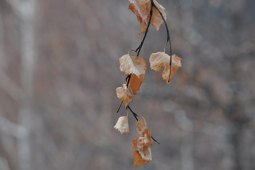Dried Birch Leaves Hanging on Branch in Late Autumn