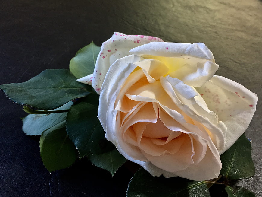 Close-up of a white and peach rose with pink speckles