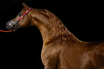 Arabian Horse Head And Neck Profile On Black Background