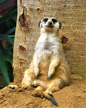 Cute Meerkat Sitting Upright Against Tree Trunk