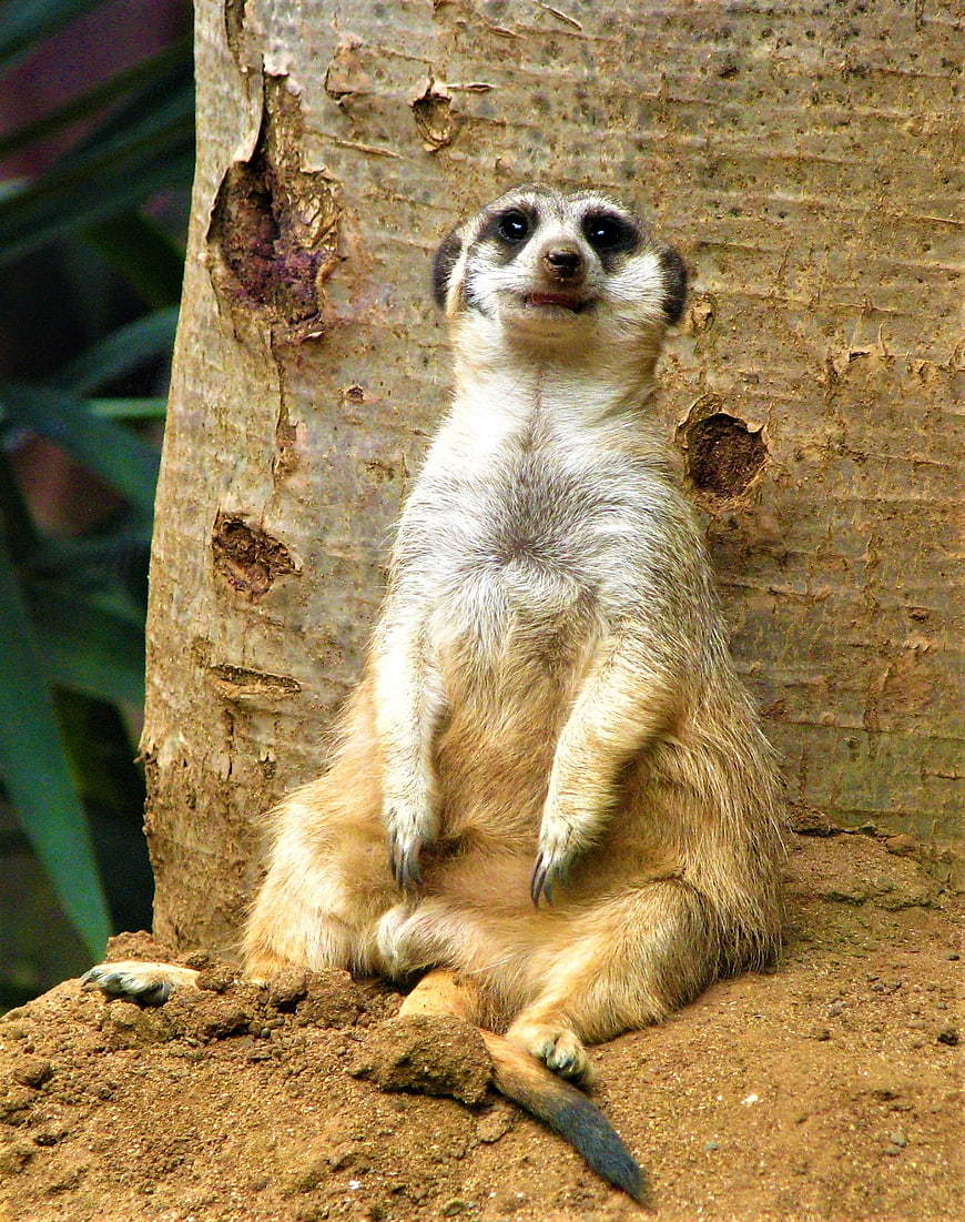 Cute Meerkat Sitting Upright Against Tree Trunk