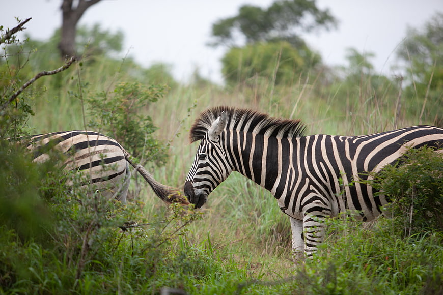 Zebra grazing in tall green grass with blurred background