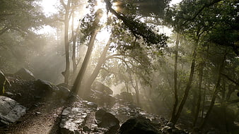 Sunbeams streaming through misty forest trees and rocks