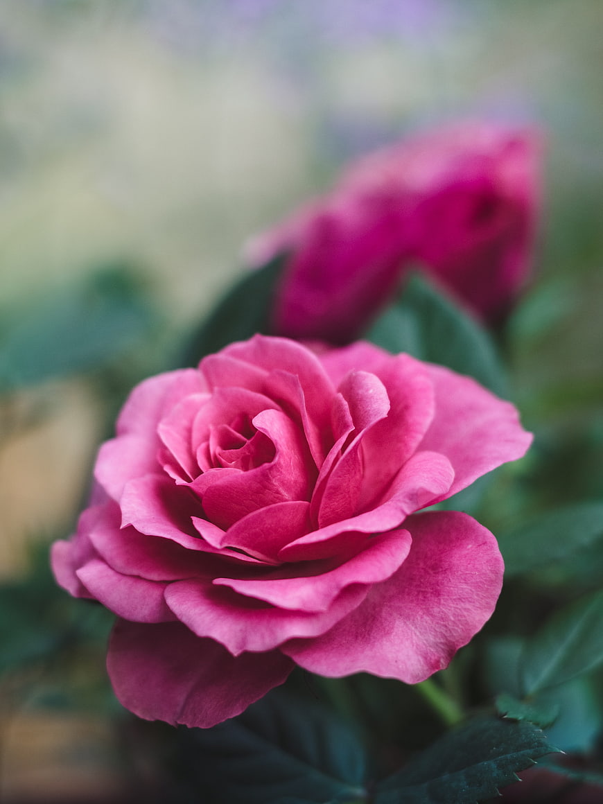 Close-up of a vibrant pink rose bloom with soft green background