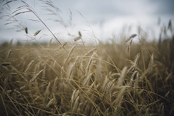 Golden Wheat Field with Shallow Depth of Field