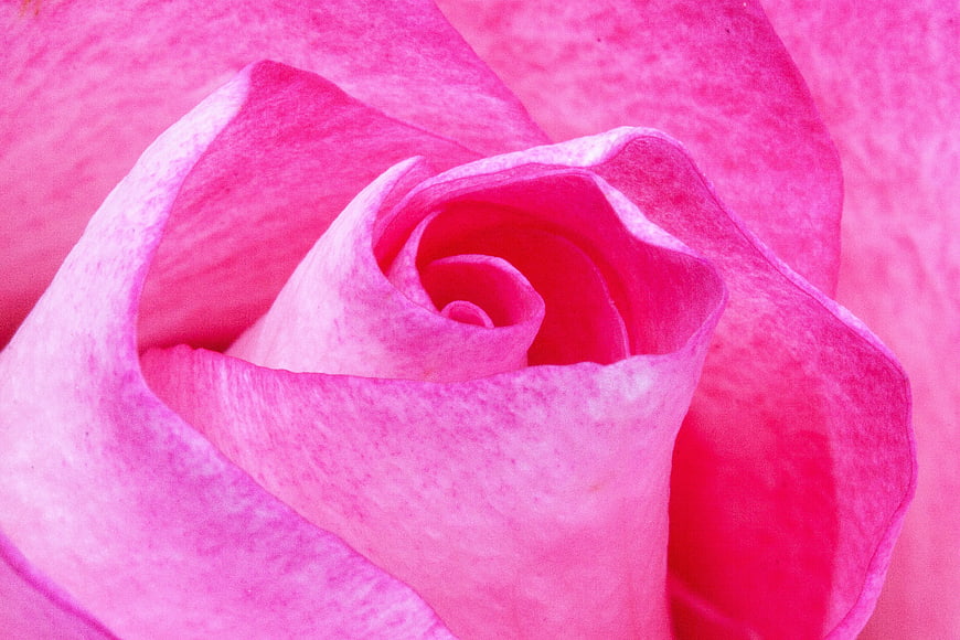 Close-up of vibrant pink rose petals in bloom