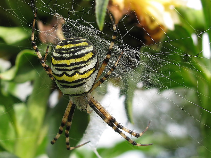 Close-up of a Wasp Spider on a Web in a Garden