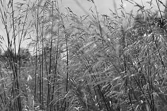 Black and white tall grass swaying in the wind