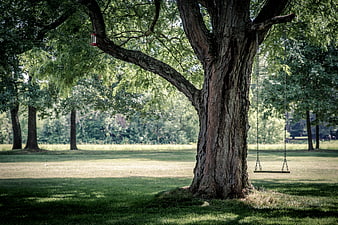 Empty wooden swing hanging from large tree in sunny park