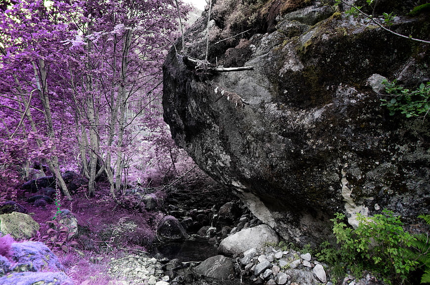 Infrared Forest Landscape with Purple Foliage and Large Rock