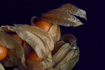 Close-up of physalis berries with dried husks on dark background