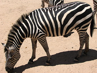 Zebra Grazing on Sandy Ground in African Savanna