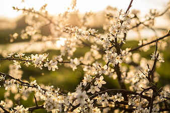 White Blossoms on Branches in Golden Spring Sunlight
