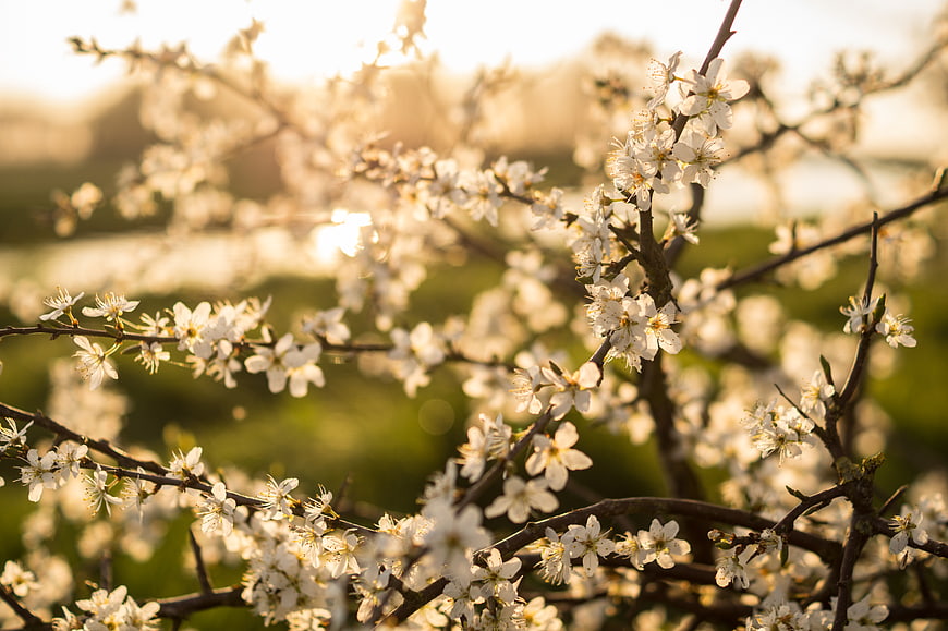 White Blossoms on Branches in Golden Spring Sunlight