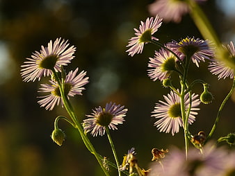 Backlit purple daisies in golden sunlight