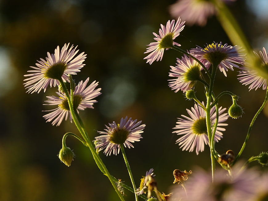 Backlit purple daisies in golden sunlight
