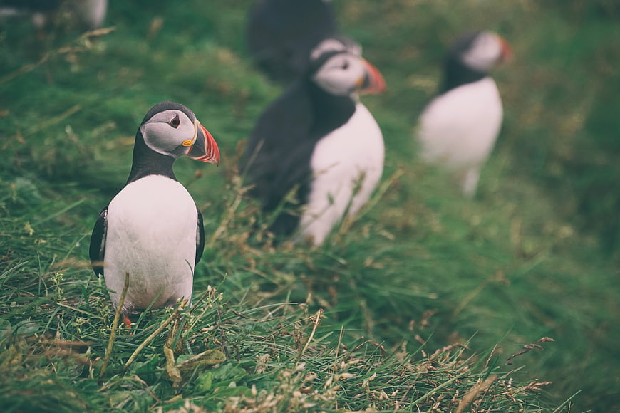 Atlantic Puffins Standing in Green Grass