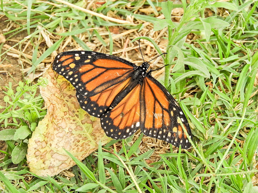 Monarch butterfly resting on grass and dry leaf