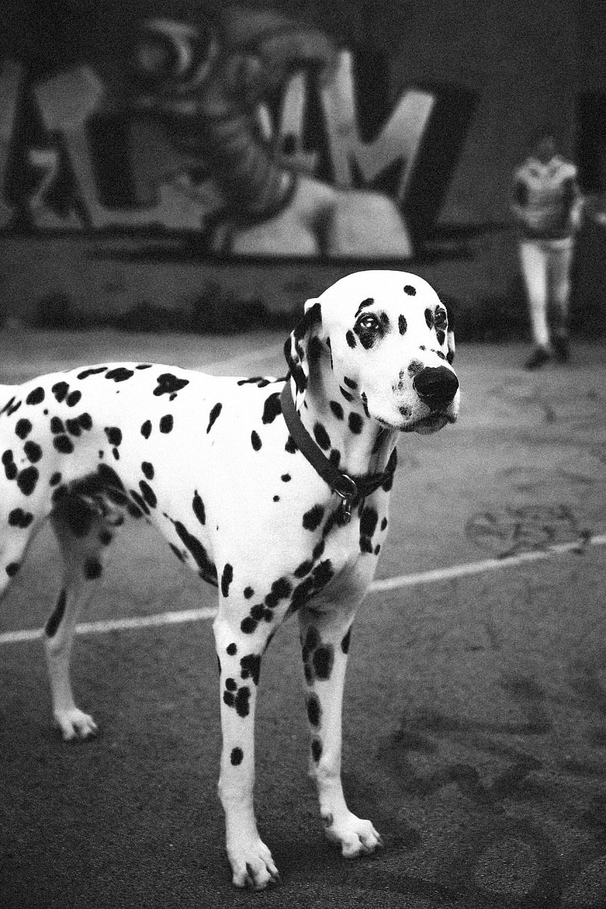 Black and white portrait of a Dalmatian dog on a street