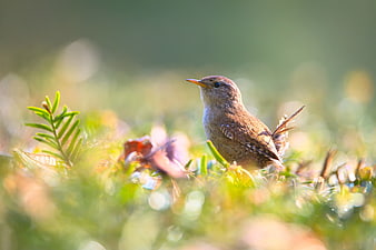 Brown Wren Bird in Green Grass