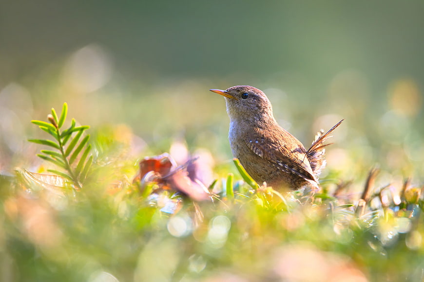 Brown Wren Bird in Green Grass