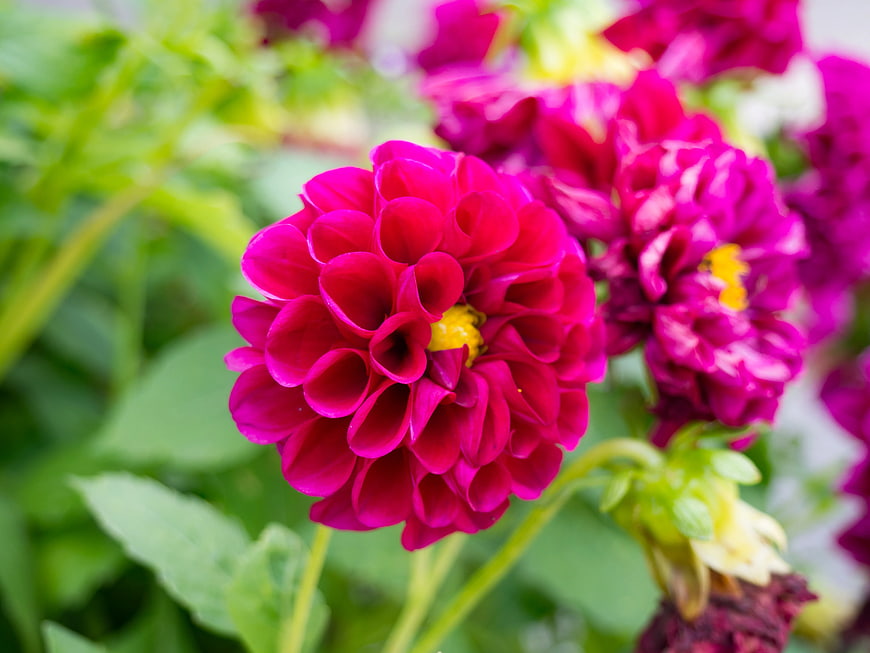 Vibrant Pink Dahlia Flower Close-Up in Garden