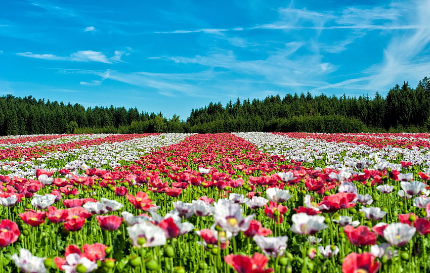 Vibrant Red and White Poppy Field Under Blue Sky