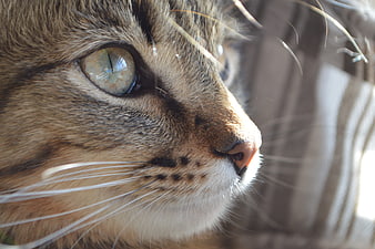 Close-up portrait of a tabby cat with green eyes