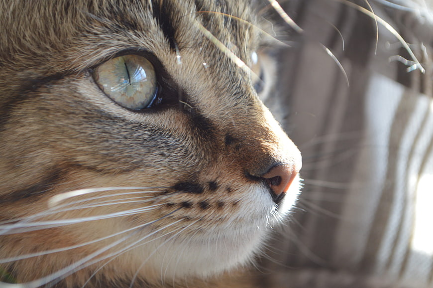 Close-up portrait of a tabby cat with green eyes
