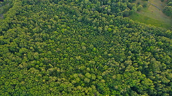 Aerial View of Dense Green Forest Canopy