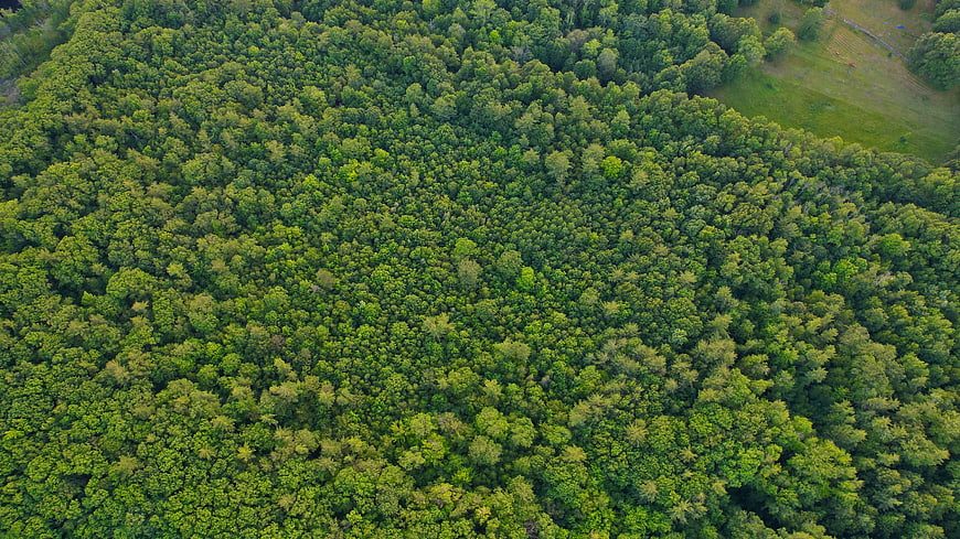 Aerial View of Dense Green Forest Canopy