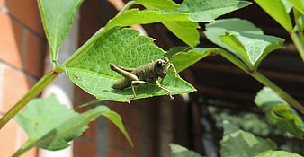 Green Grasshopper Perched on Leaf in Sunlight