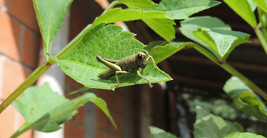 Green Grasshopper Perched on Leaf in Sunlight