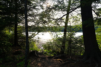 Sunlit Lake View Through Forest Trees