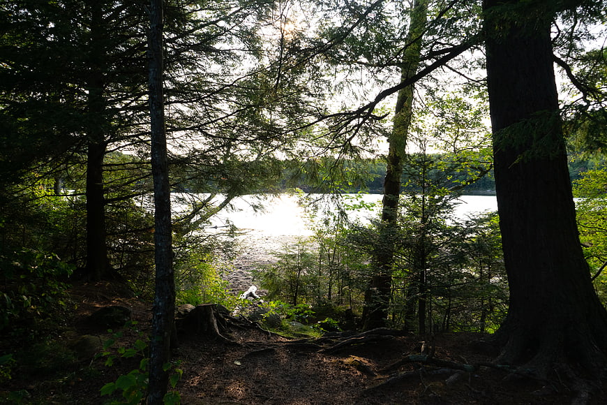 Sunlit Lake View Through Forest Trees