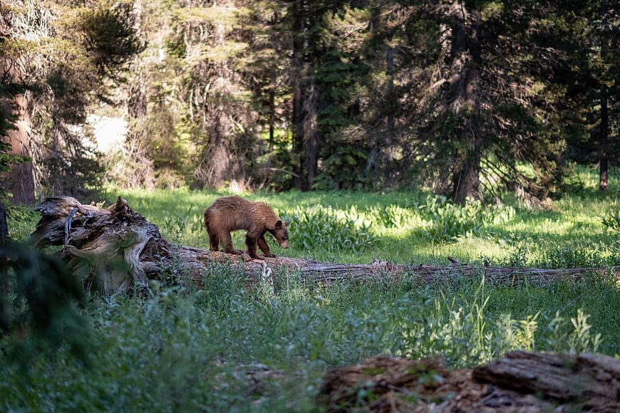 Brown Bear Walking on Fallen Log in Forest Meadow