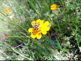 Hoverfly on yellow cosmos flower in green meadow